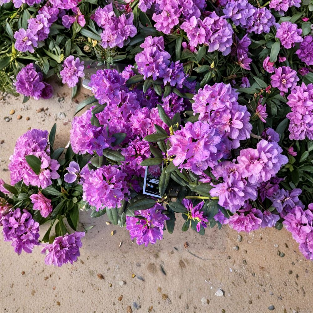Rhododendron catawbiense ‘Boursault’ Evergreen Shrub | Lavender Pink Blooms | Hardy Landscape Plant