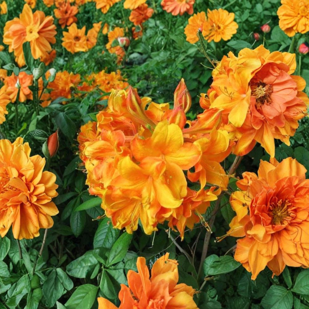 Klondyke Azalea - Live Flowering Shrub in 2 Gallon Pot with Golden Yellow Blooms