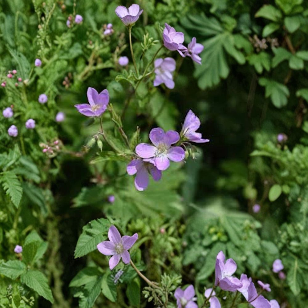 Wild Geranium Bare Roots 10 Pack | Native Shade Perennial Woodland Wildflower