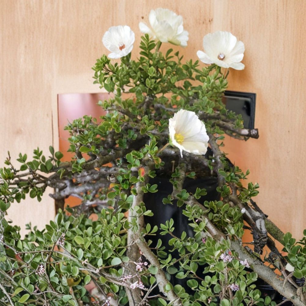 Monsonia vanderietiae Seeds – Rare Succulent Caudex Geranium Relative with White Pink Flowers