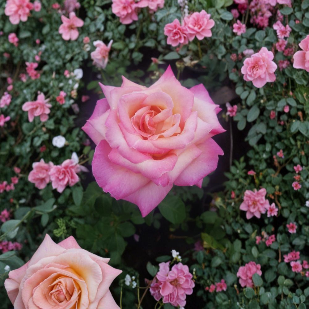 Kordes Perfecta Hybrid Tea Rose Live Plant - 2 Gallon | Cream & Pink Everblooming Rose Bush