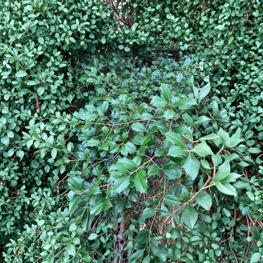 Male American Holly - Evergreen Pollinator Tree | 12 Inch Tall | 1 Gallon Pot | Ilex opaca