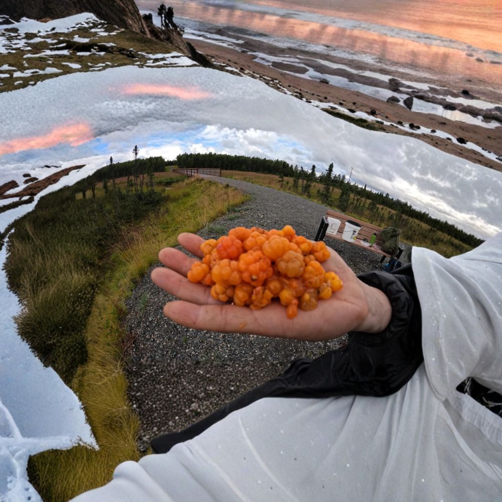 Cloudberry Rubus chamaemorus Live Plants | Alaska Wild Harvested Arctic Berry | Bog Garden Perennial