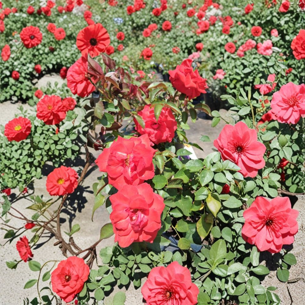 Climbing High Society Rose Live Plant - 2 Gallon Deep Pink Climbing Rose Bush