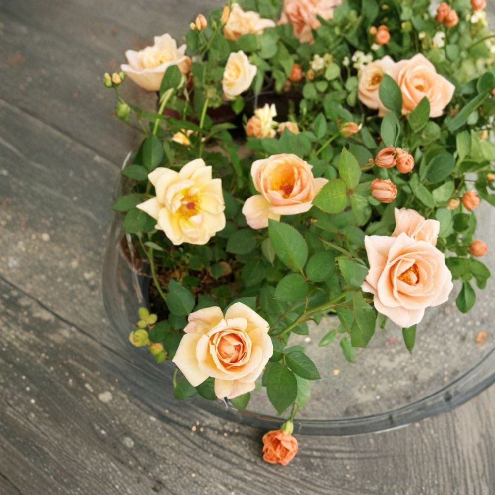 Southern Peach Mini Rose Live Plant – 2 Gallon Peach Apricot Yellow Rose Bush