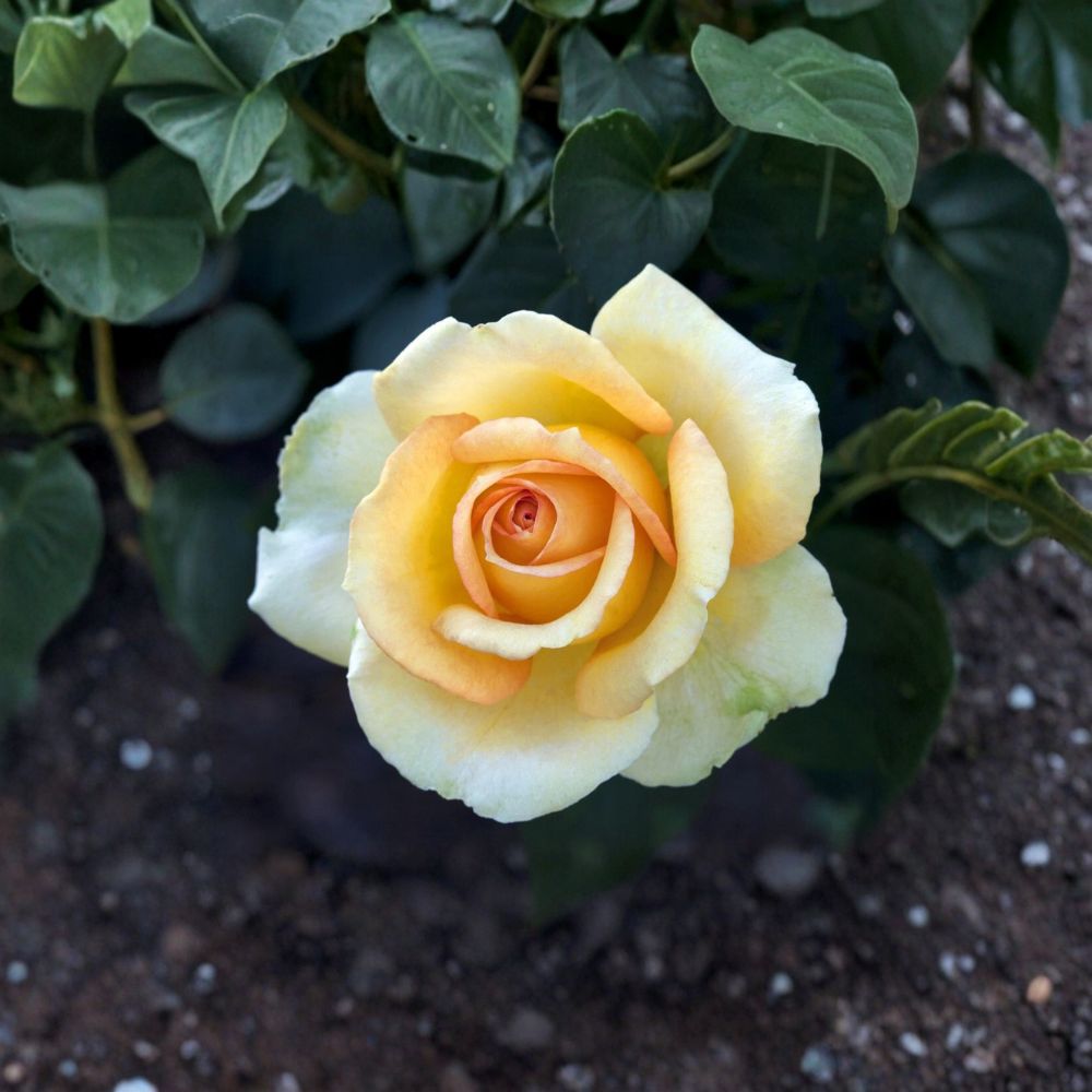 Gold Medal Grandiflora Rose – Live Yellow Orange Rose Bush | 3 Gallon Plant
