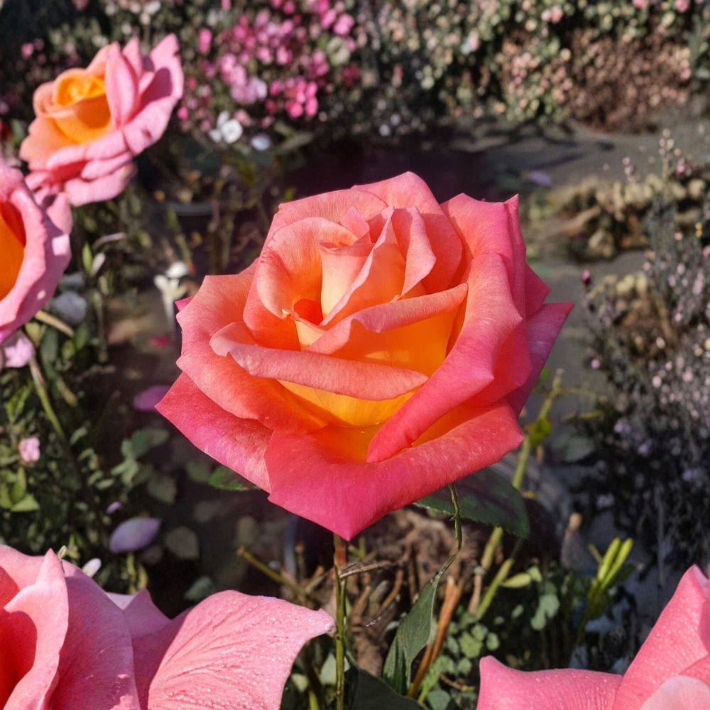 Mikado Hybrid Tea Rose – Scarlet Yellow Live Bush Plant | 3 Gallon Size
