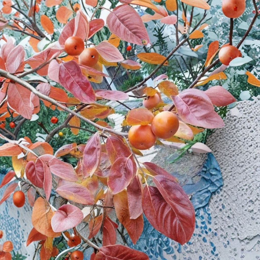 Fuyu Persimmon Tree – Diospyros kaki Live Fruit Tree 4–6 Feet Tall with Healthy Root System