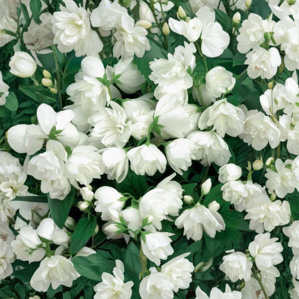 Philadelphus 'Janet Reidy' Mockorange Live Plant | 2 Gallon Pot | Double White Blooms | Fragrant Hardy Shrub