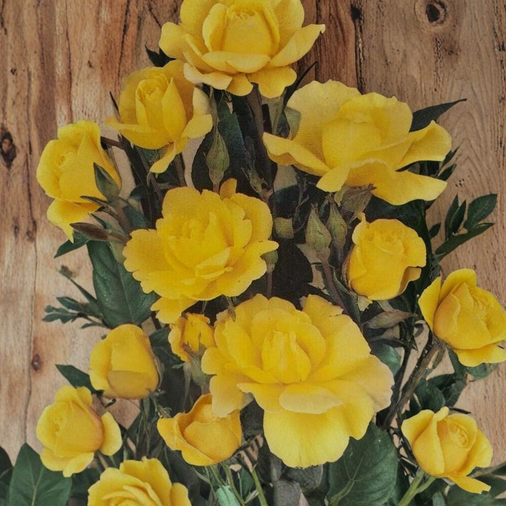 Climbing Golden Shower Rose – 2 Gallon Live Plant with Root Ball | Everblooming Yellow Climbing Rose