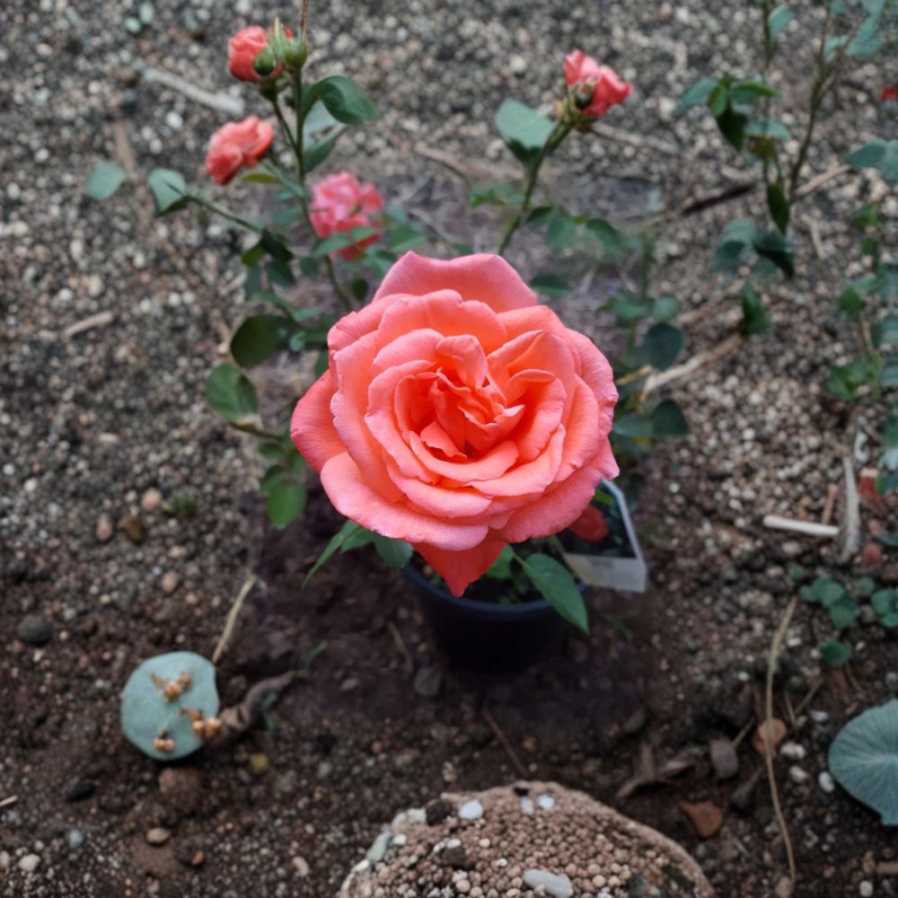 Tropicana Rose – Rosa Hybrid Tea Live Plant | 2 Gallon | Vibrant Orange Fragrant Blooms