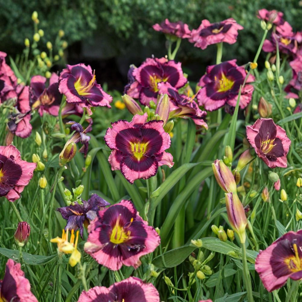 Hemerocallis 'Storm Shelter' Daylily – 3 Bare Root Plants with Mauve Flowers & Purple Eye