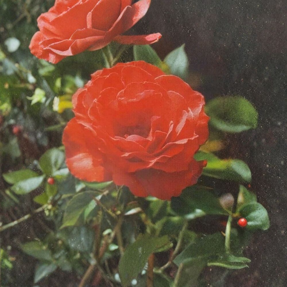 Impatient Floribunda Rose – Orange Red Live Bush Plant | 2 Gallon Size | Vibrant Blooming Shrub