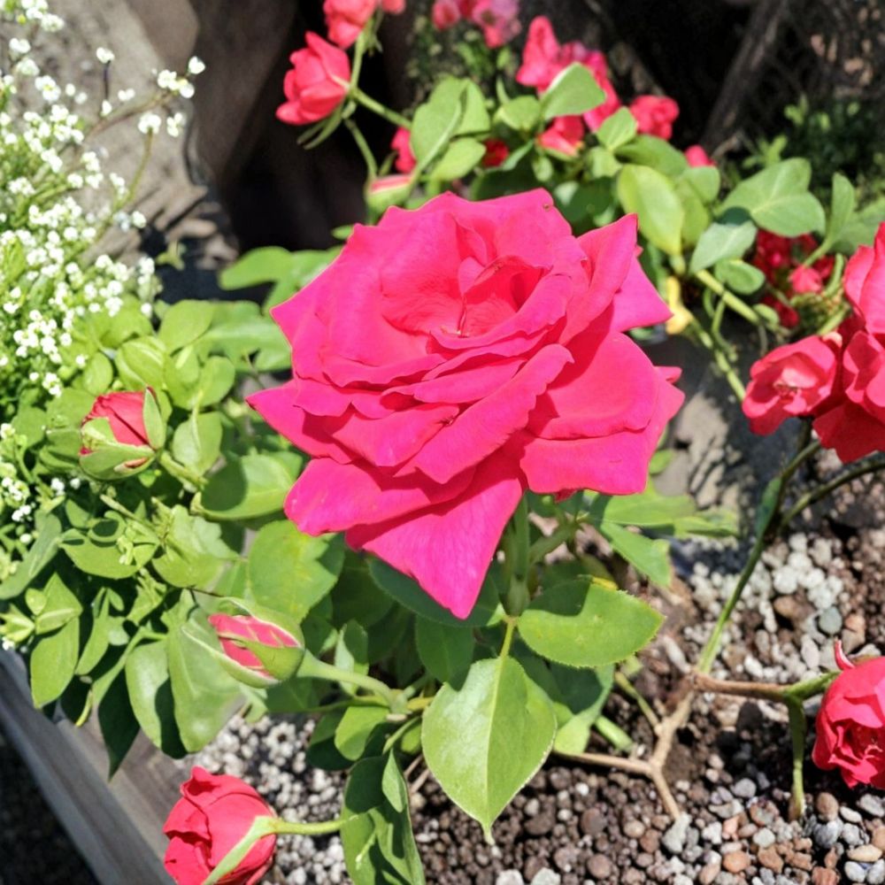 Voluptuous Hybrid Tea Rose - Deep Pink Large Bloom Live Bush Plant | 1 Gallon