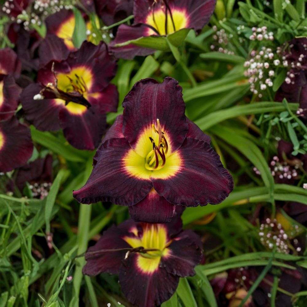 Hemerocallis 'Bela Lugosi' Daylily – 3 Bare Root Plants with Deep Purple Blooms