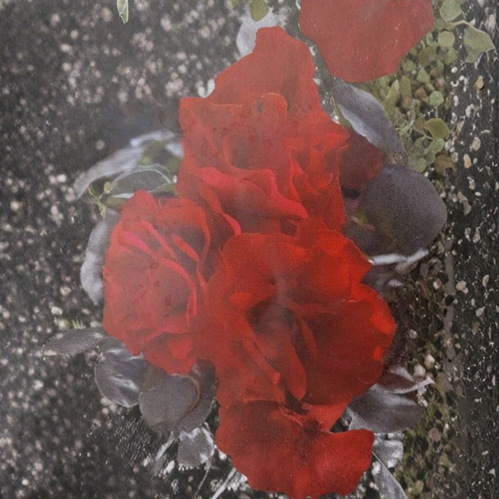 Europeana Floribunda Rose - Dark Crimson Red Live Bush Plant | 2 Gallon | Everblooming Shrub