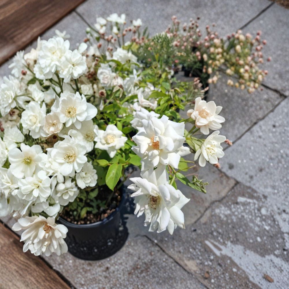 Iceberg Floribunda Rose – Pure White Everblooming Rose Shrub | 3 Gallon Live Plant