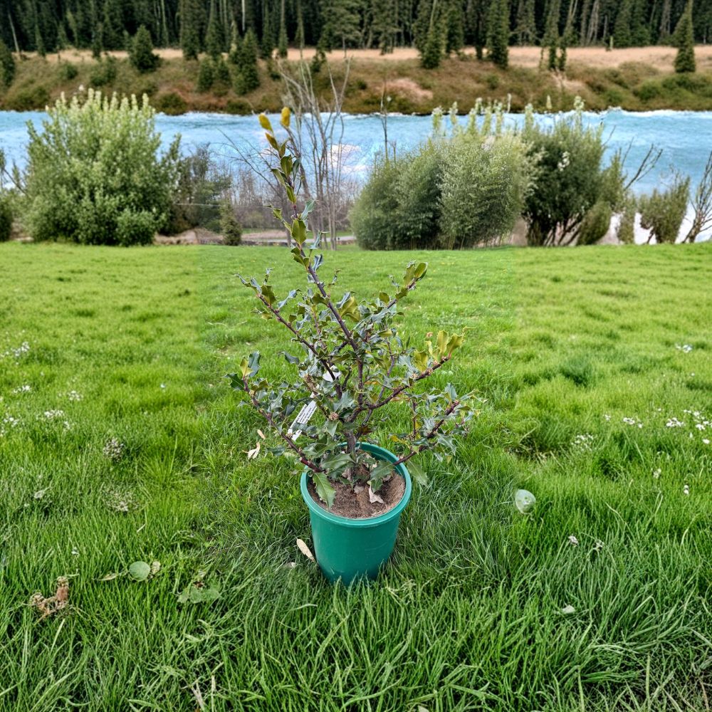 Ilex aquifolium 'Beanie Johnson' – Hardy Male English Holly Evergreen Tree in 2 Gallon Pot