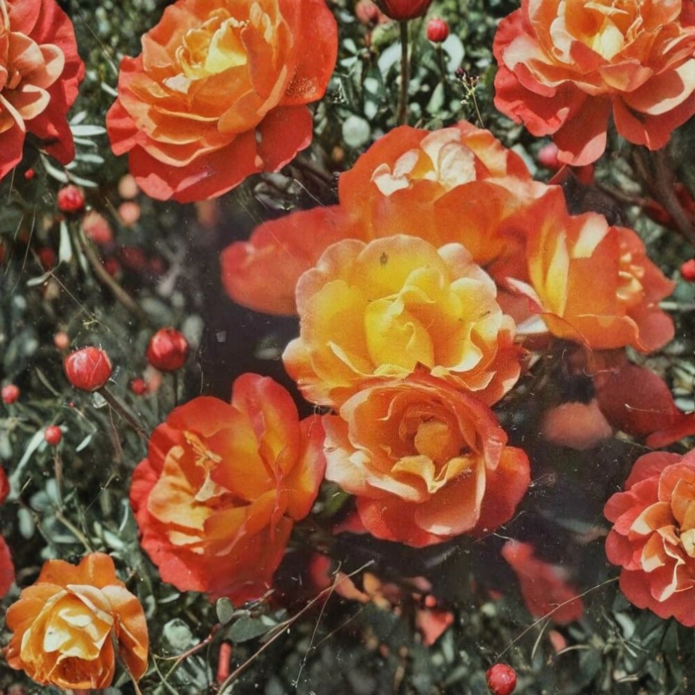 Climbing Piñata Rose Live Bush Plant | 1 Gallon Rooted Climbing Rose