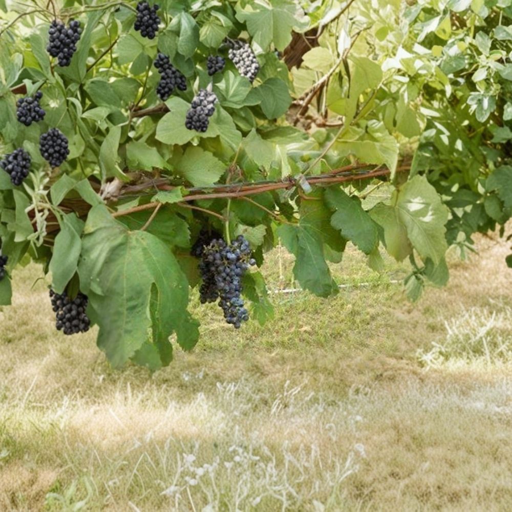 Black Monukka Seedless Grape Vine - 3 Gallon Live Plant | Sweet Seedless Black Grapes