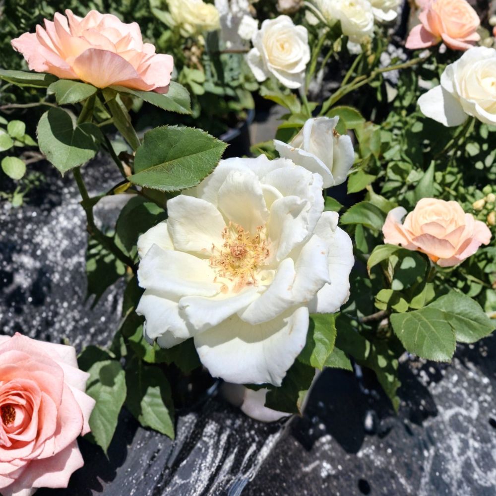 White Lightnin Grandiflora Rose - 5 Gallon Live Bush Plant | Rooted Rose for Garden & Landscape