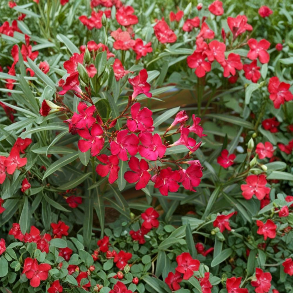 Red Oleander Live Flowering Shrub 3 Gallon | Evergreen Shrub for Garden & Landscape