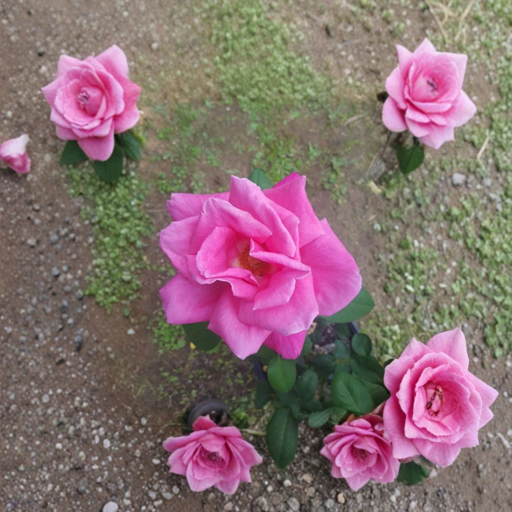 Perfume Delight Hybrid Tea Rose Live Plant | 5 Gallon Fragrant Pink Rose