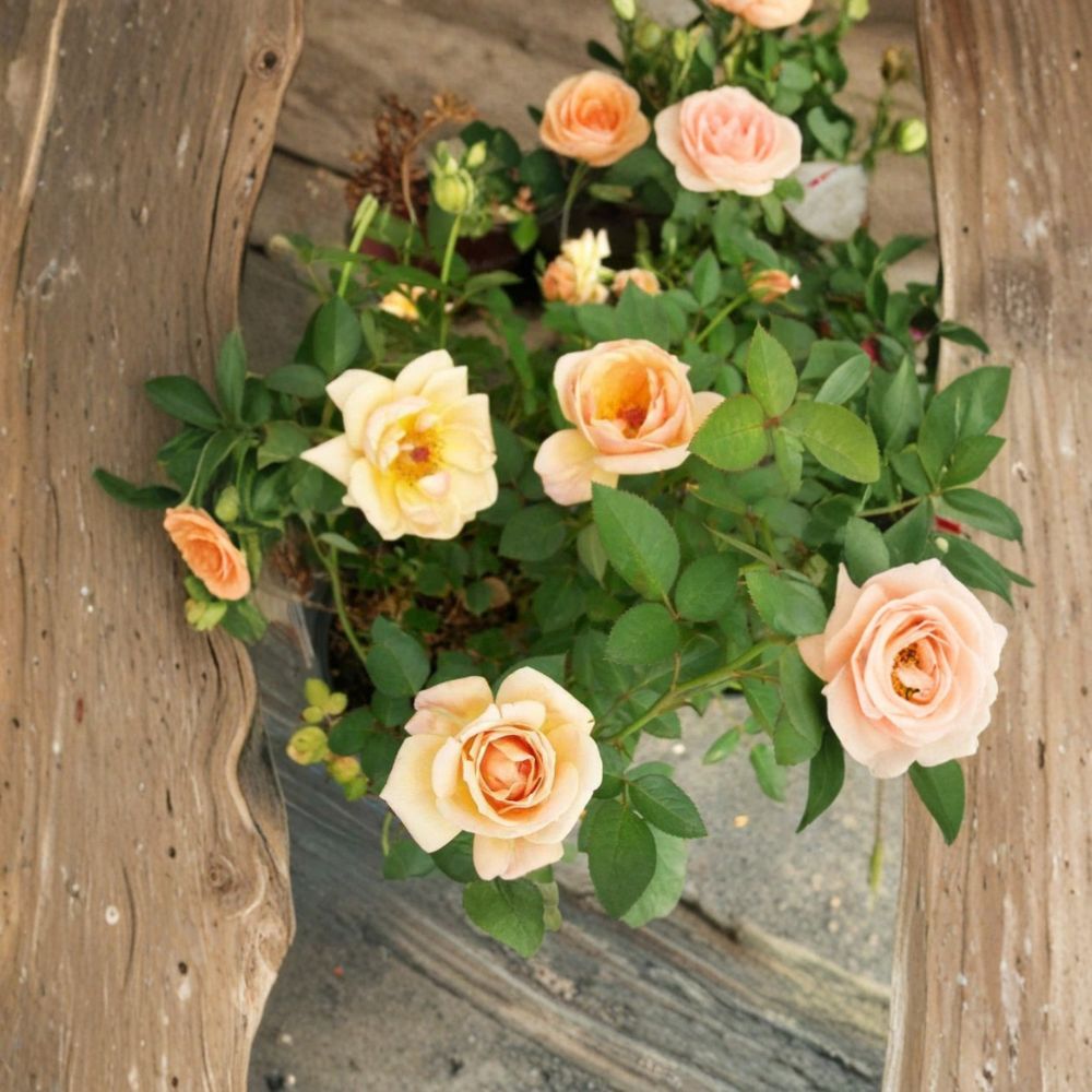 Southern Peach Rose Live Plant | 3 Gallon Apricot Yellow Mini Rose Bush | Rosa hybrida