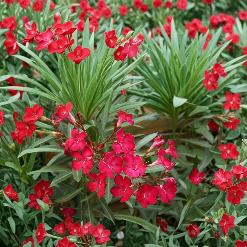 Red Oleander Nerium oleander Live Plant 2 Gallon | Red Flowering Evergreen Shrub