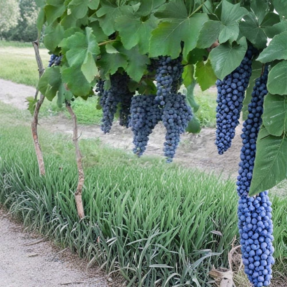 Norton Cynthiana Red Wine Grape Vine – Self-Fertile Vitis Live Plant 4–6 Feet Tall