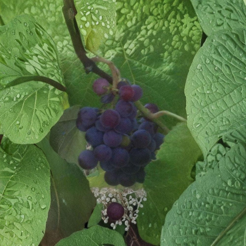 Saturn Blue Seedless Grape Vine – 3 Gallon Live Plant | Large Seedless Blue Grapes | Vitis vinifera