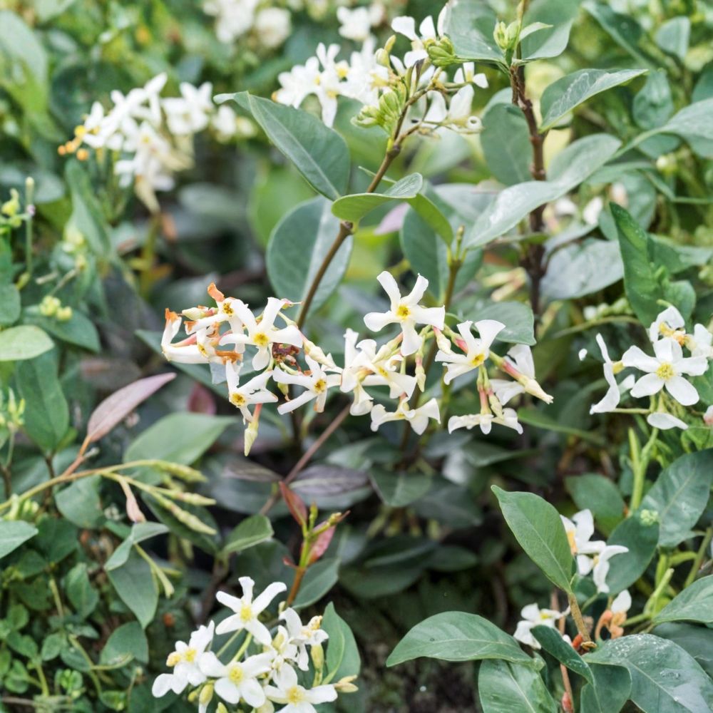 Asiatic Jasmine Minima Plant – Evergreen Groundcover Vine in Quart Pot, Low Growing, Easy Care