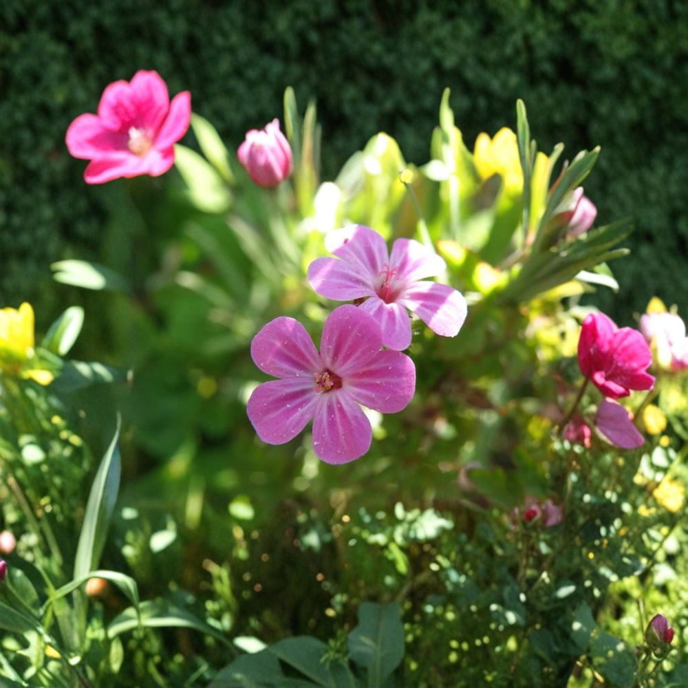 Herb Robert Seeds – Geranium robertianum | Woodland Shade Flower Seeds | Edible & Pollinator Friendly