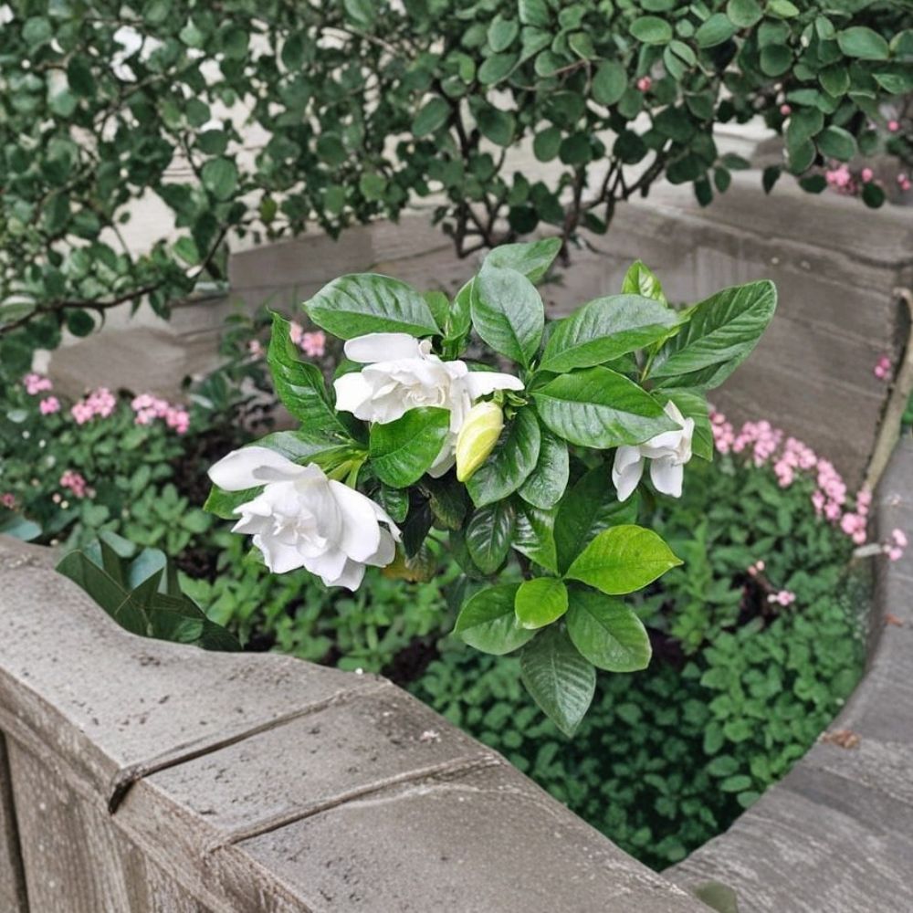 Gardenia Seeds – Gardenia jasminoides Cape Jasmine | 100 Seeds | Fragrant White Flowering Evergreen Shrub