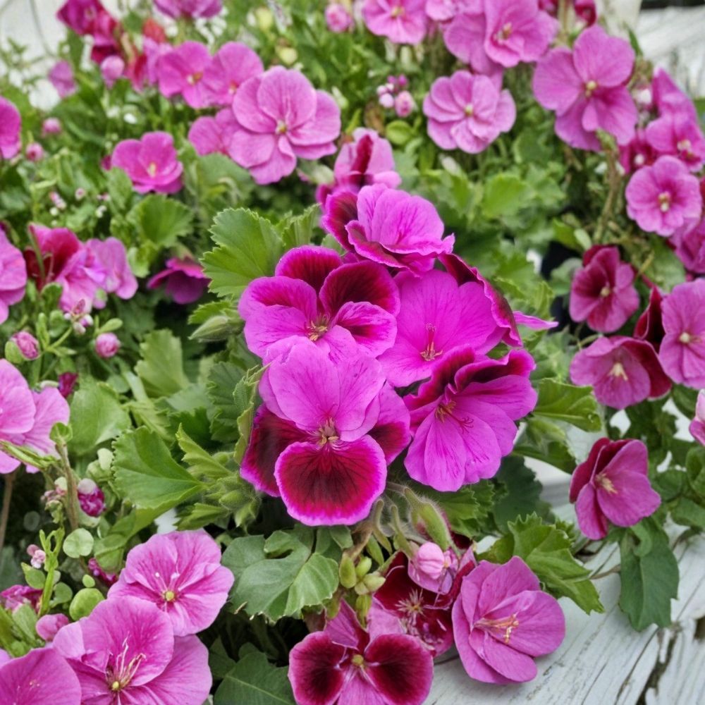 Martha Washington Geranium Cuttings – 6 Organic Rose Pink Pelargonium Cuttings for Patio & Indoor Propagation