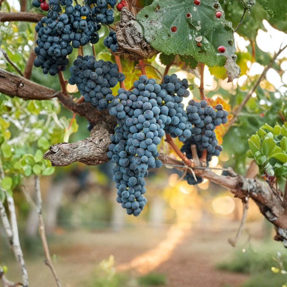 Valiant Grape Plant – Cold Hardy Concord Flavor, Early Ripening Vitis spp. Live Vine for Backyard Vineyard