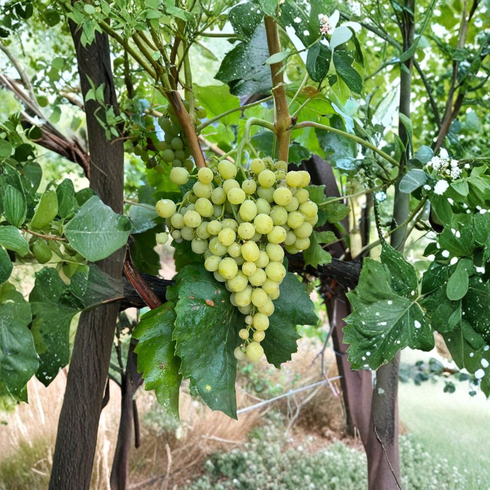 Diamond Muscat Seedless Grape Cuttings – 5 Pack | Sweet Aromatic Table Grapes for Home Vineyard