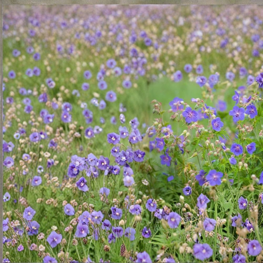 Pratense Geranium Seeds – 25+ Hardy Meadow Cranesbill Perennial Flowers