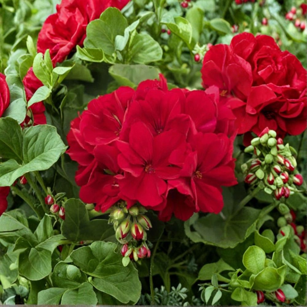 Red Geranium Seeds – Pelargonium hortorum | 10 Seeds | Bright Red Flowers | Garden & Container Friendly