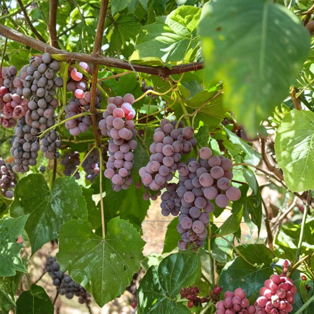 Delaware Grape Plant – Vitis labrusca Live Vine | Early Ripening Red Table Grape with Sweet Mild Flavor