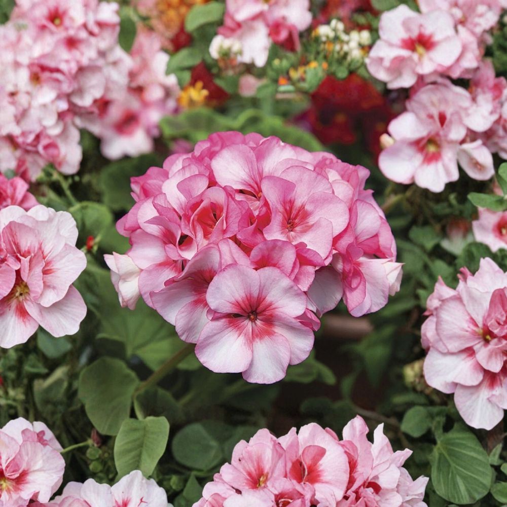 Horizon New Star Geranium Seeds – 15 F1 Hybrid Compact Zonal Geranium for Patio & Containers