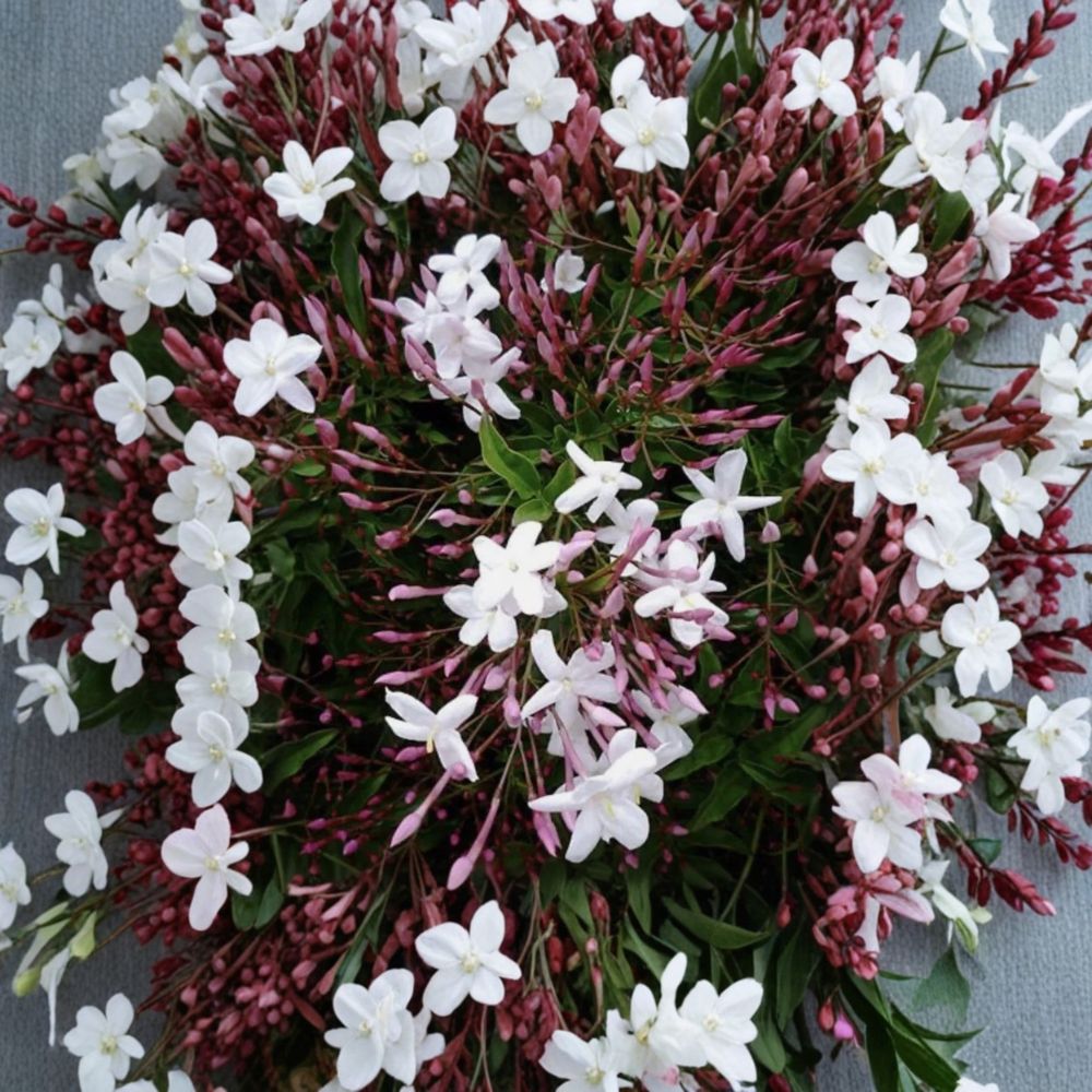 Pink Jasmine Cuttings Set of 10 – Jasminum polyanthum Live Organic Vine Cuttings for Fast Growing Fragrant Climbing Plant