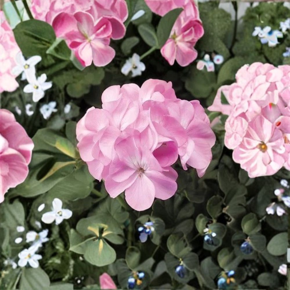 Pinto Premium Lavender Geranium Seeds – 100 Pelargonium Seeds for Pastel Lavender Garden Flowers