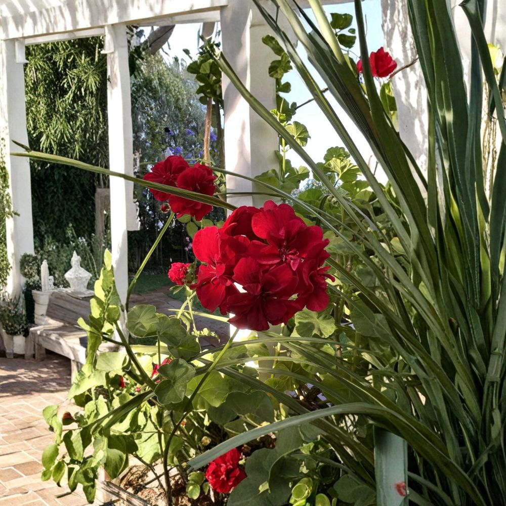 True Red Ivy Geranium Cuttings - 5 Live Pelargonium Starters | 6 Inch Hardy Patio Plants