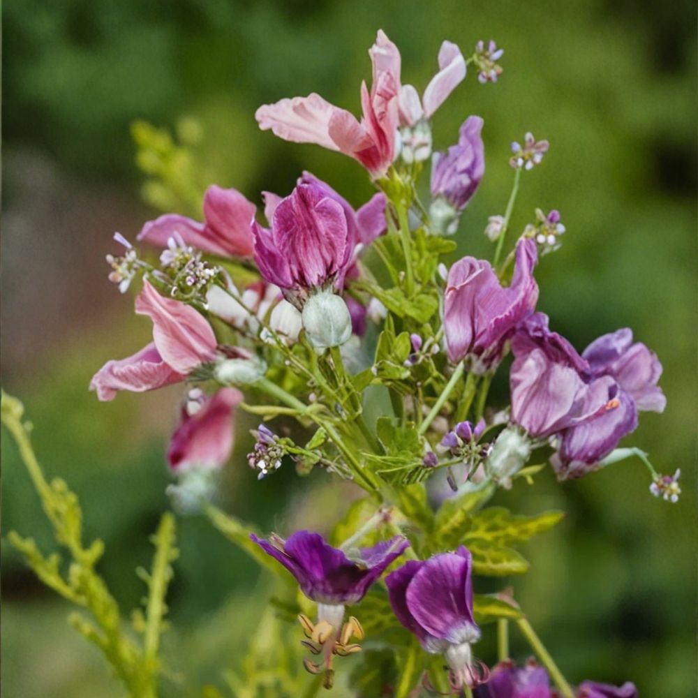 Conny Broe Geranium Seeds – Pelargonium Flower Seeds | 25+ Seeds | Patio & Container Friendly