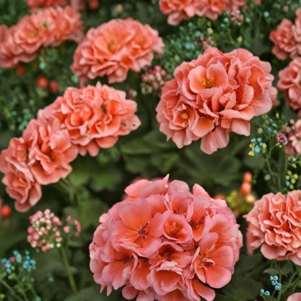 Presto Light Salmon Geranium Seeds – 25+ Premium Pelargonium Flower Seeds