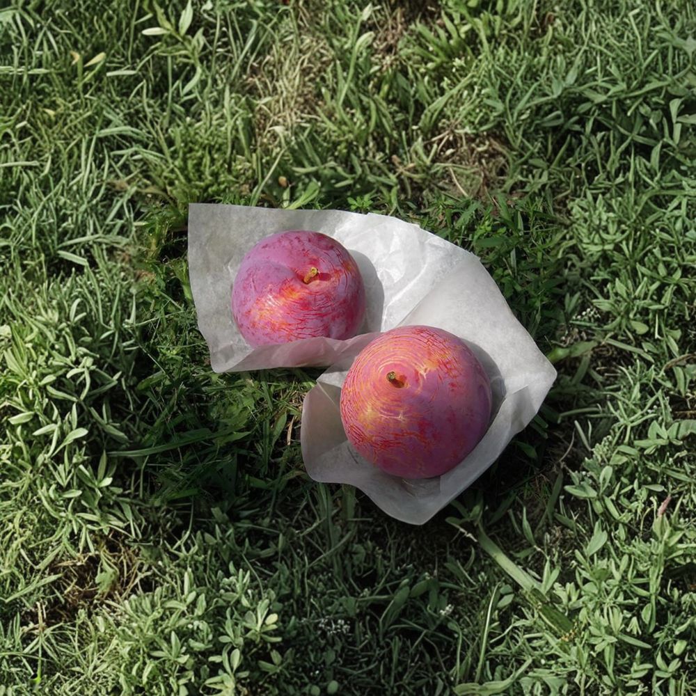 Kiyo Japanese Plum Tree – Prunus salicina Live Plant | 3 Ft Potted Large Sweet Red Flesh Plum