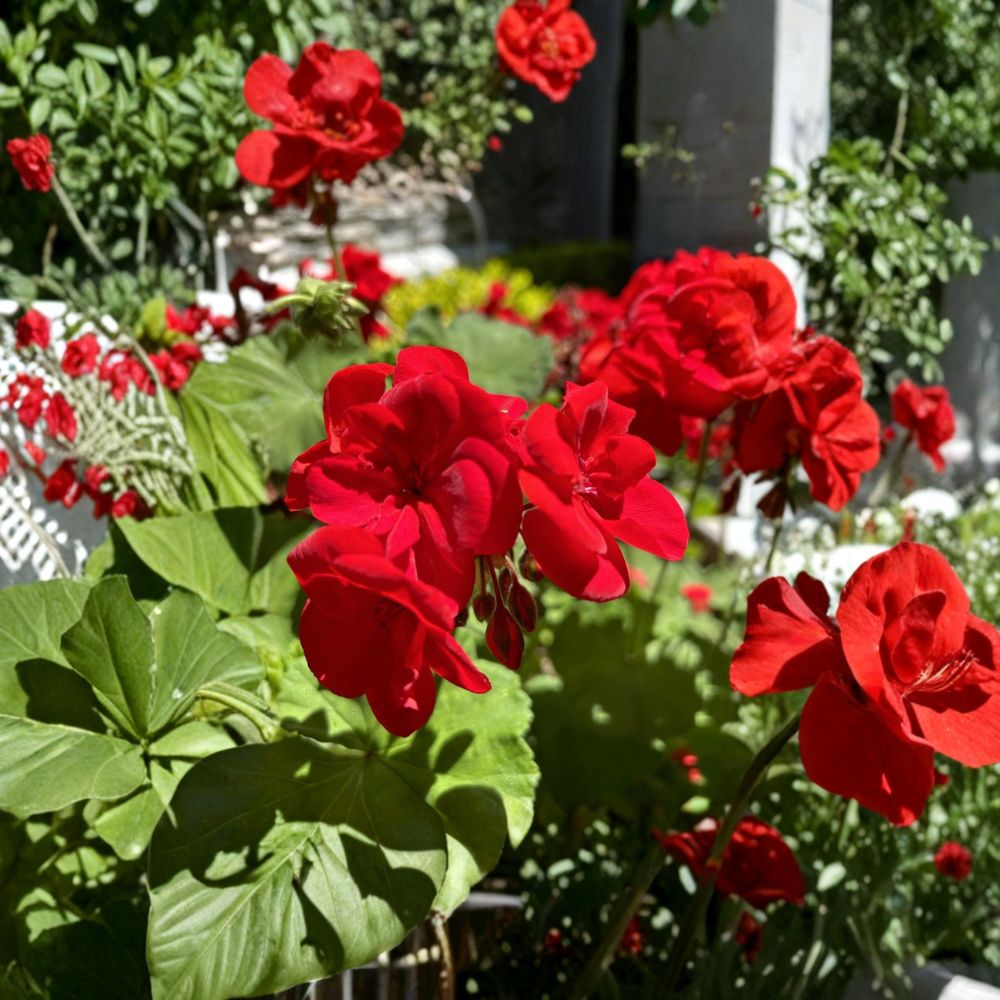 Red Geranium Cuttings – 6 Fresh Pelargonium Cuttings for Planting | Dark Red Flowers