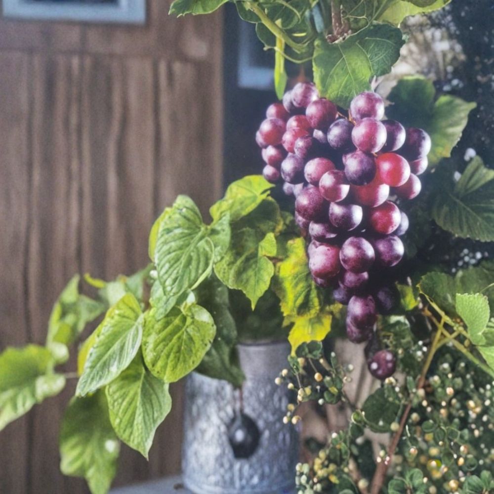 Black Lane Muscadine Grape Vine – Live 3 Gallon Self-Fertile Fruit Plant for Home Garden