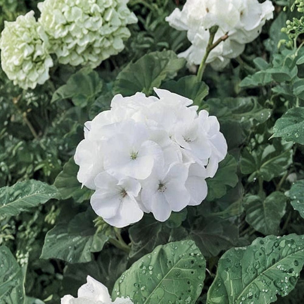 Maverick Series White Geranium Seeds – 10 Premium Pelargonium x hortorum Seeds for Patio & Container